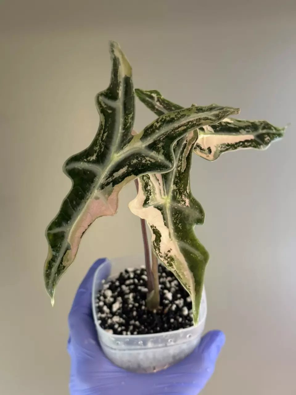 plant/256 Alocasia Pink Nobilis - CORM B ONLY!-1