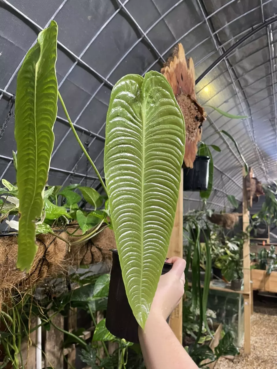 plant/XXL Anthurium Veitchii Super Narrow!!-1