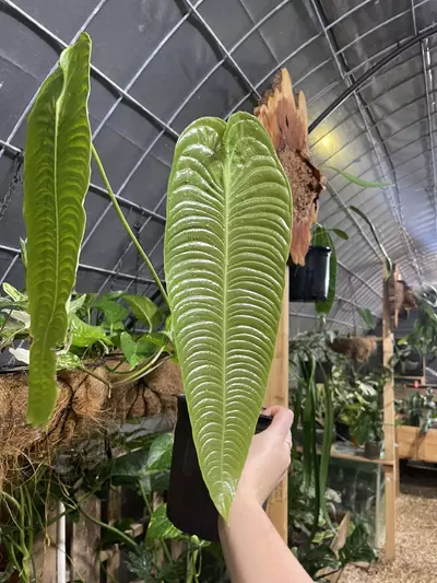 plant/XXL Anthurium Veitchii Super Narrow!!-1-thumbnail