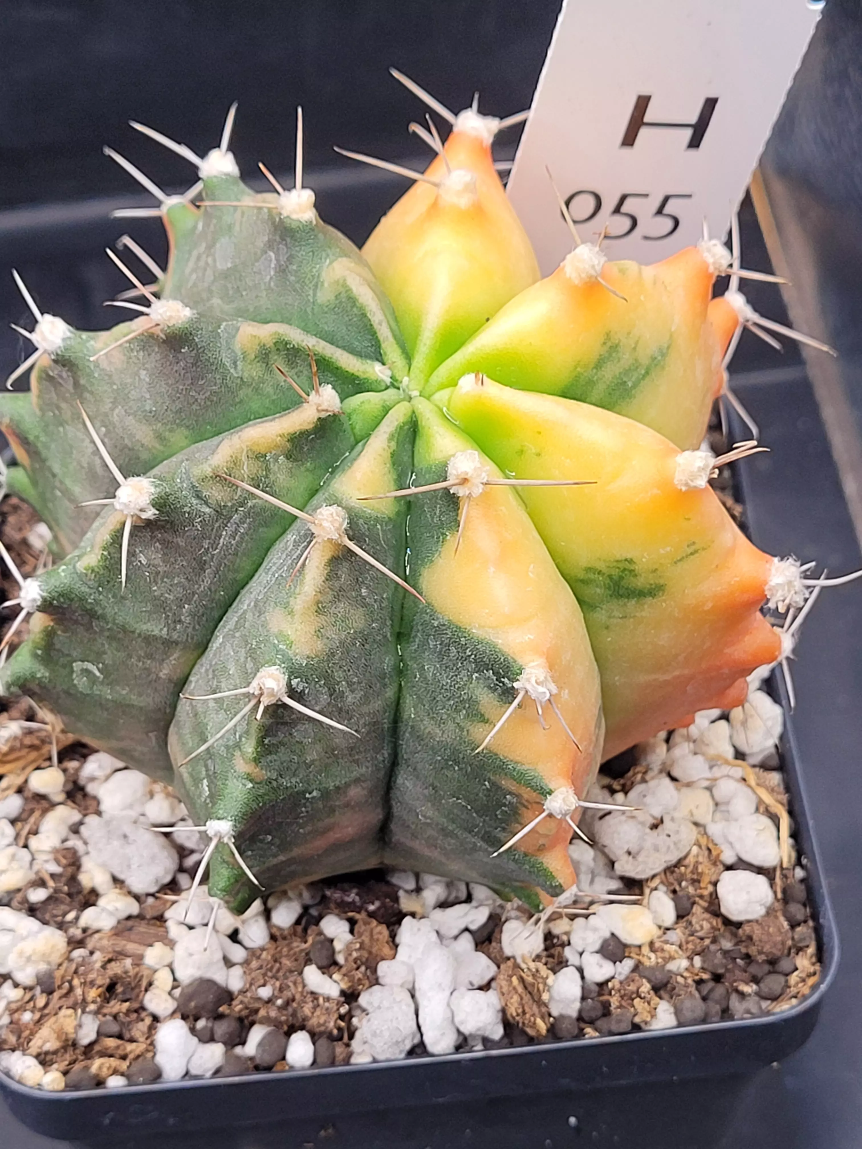 plant/Gymnocalycium Mihanovichii Variegated in 3.5" H55-0