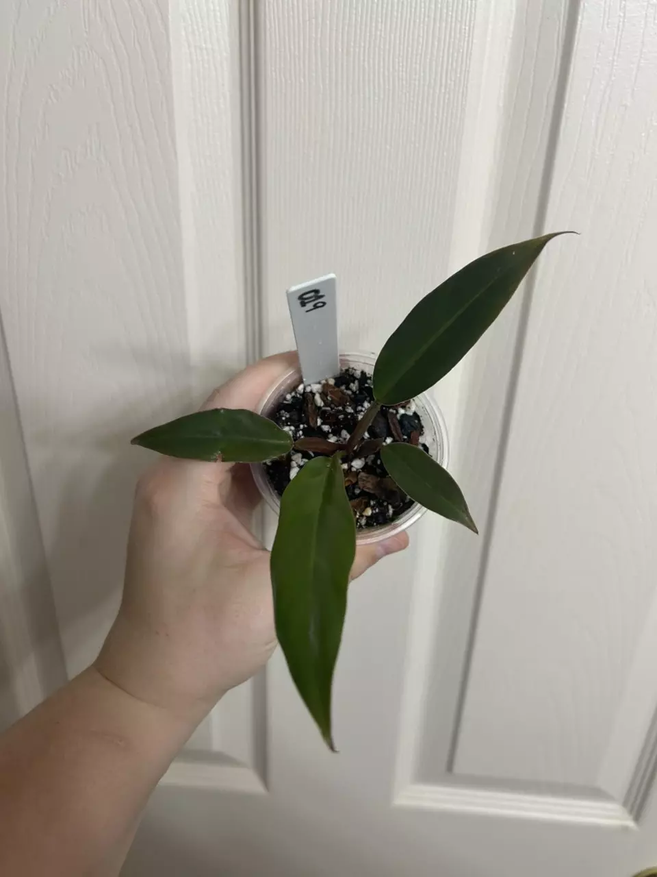 plant/Philodendron Pluto-0