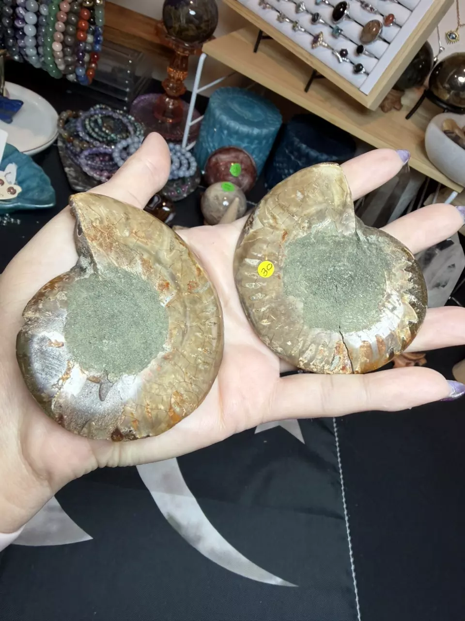 plant/ammonite pair-5