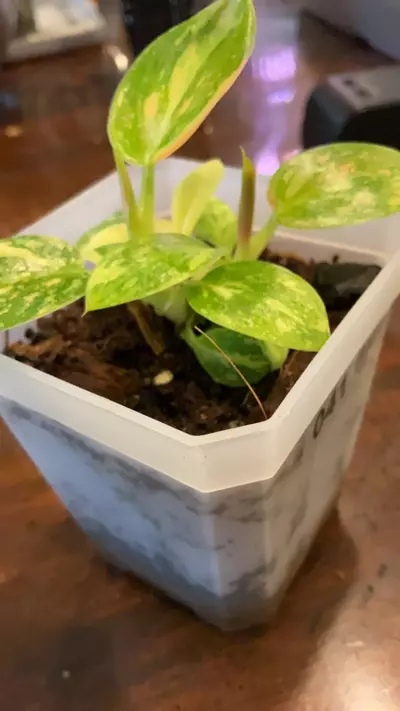 plant/041-Philodendron green congo (2 in 1 pot)-1-thumbnail