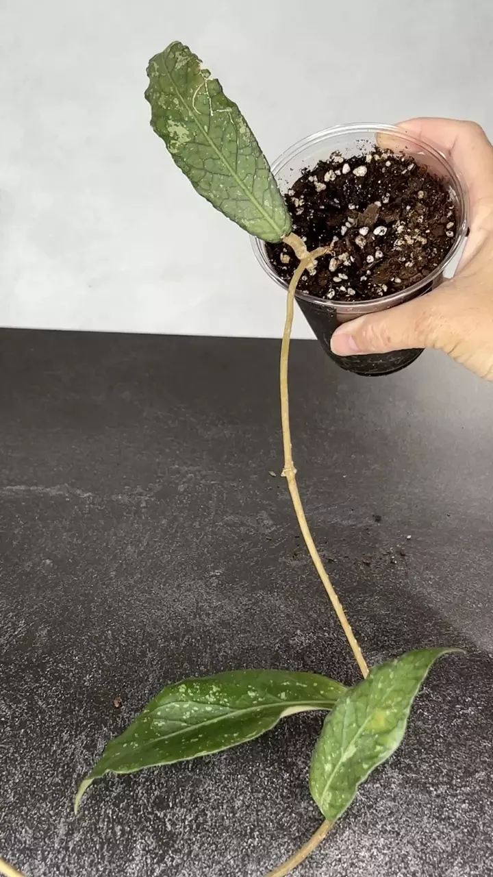 plant/Hoya sp Sumatra (long leaf)-0
