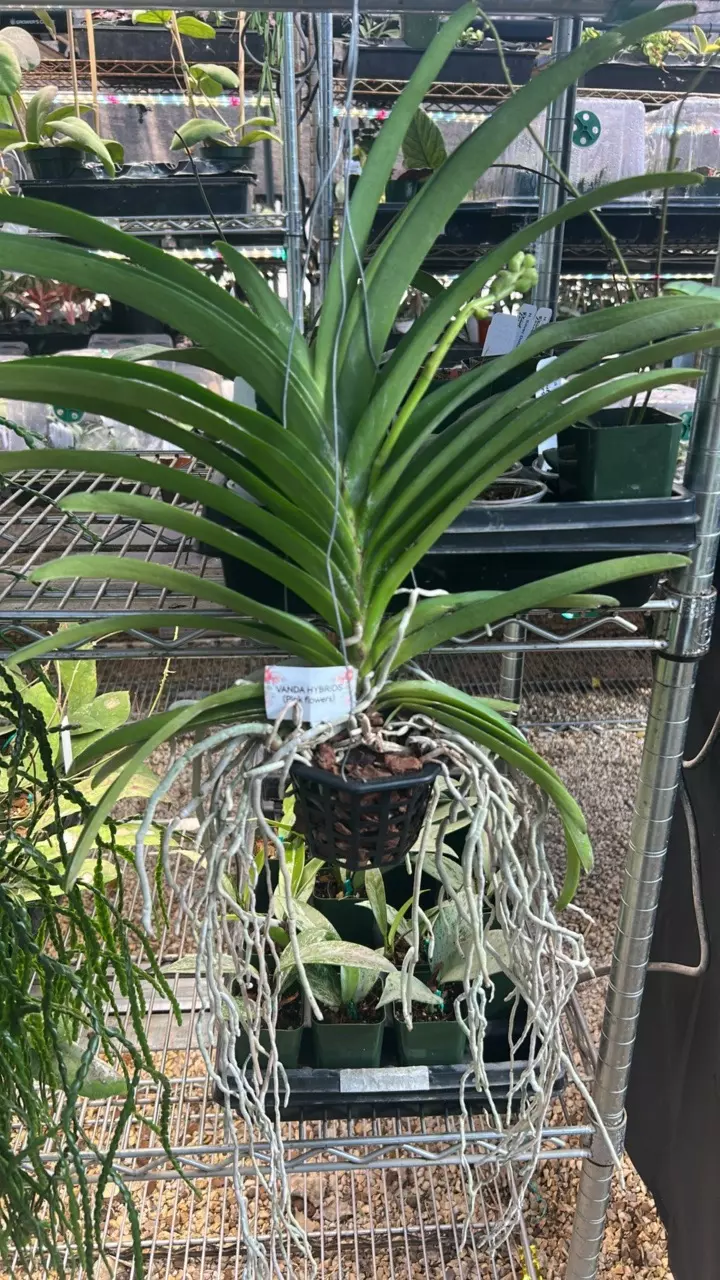 plant/Vanda Orchid (purple)-1