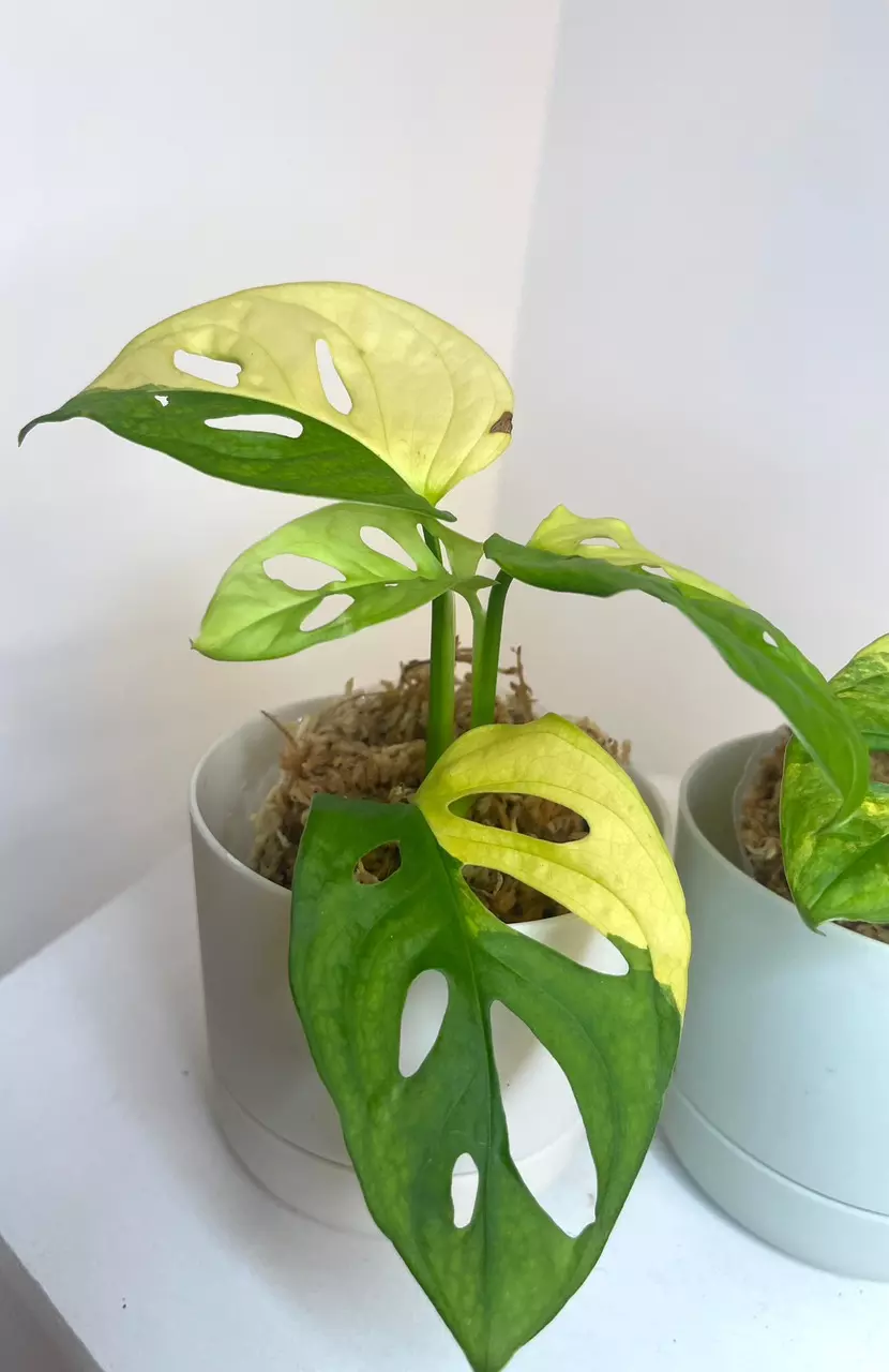 plant/4” Monstera Adansonii Aurea-0