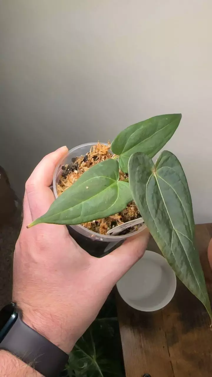 plant/Anthurium Blue Papi-2