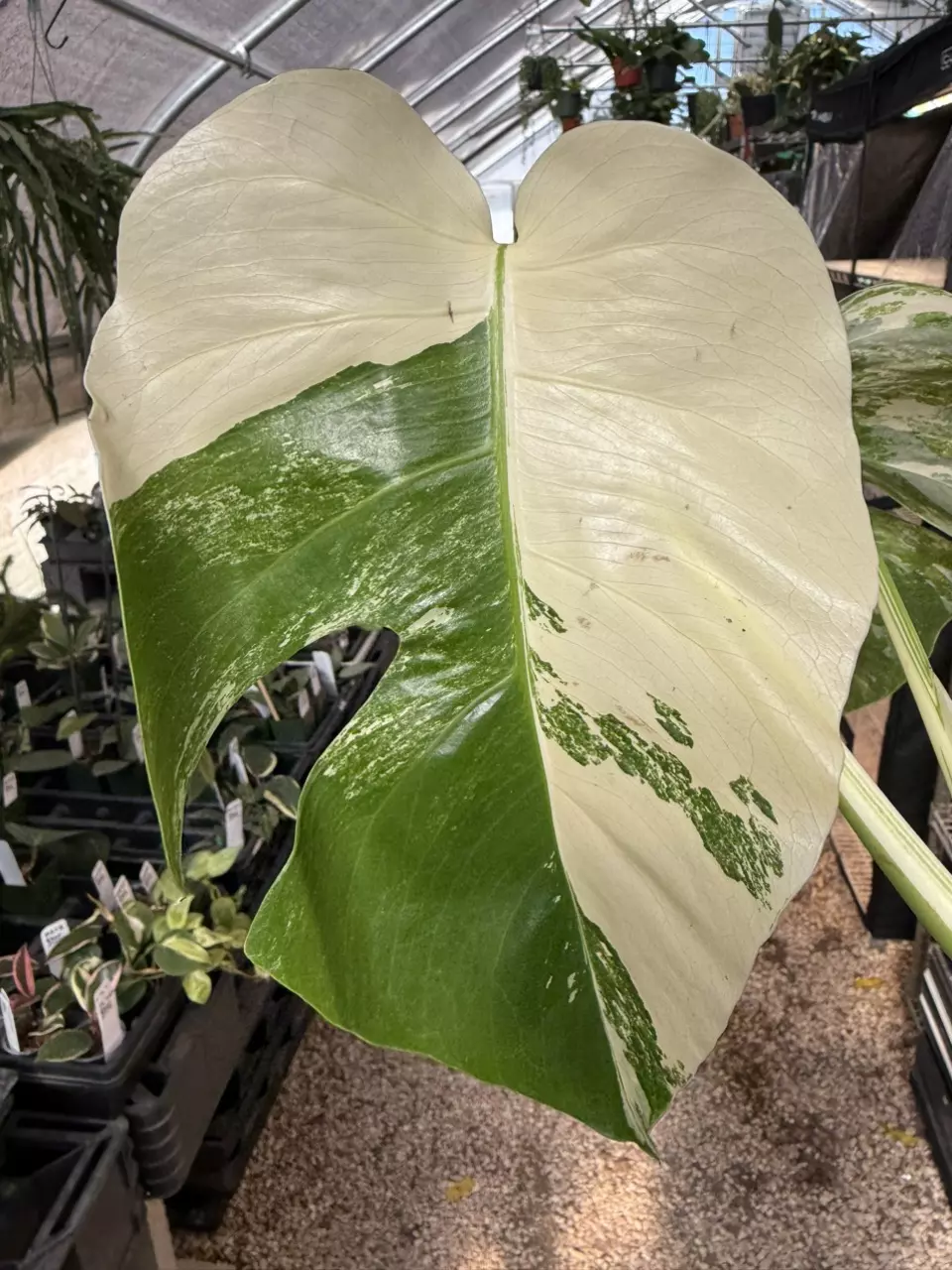 plant/PL462: Monstera Albo FRESH IMPORT ships this week-1