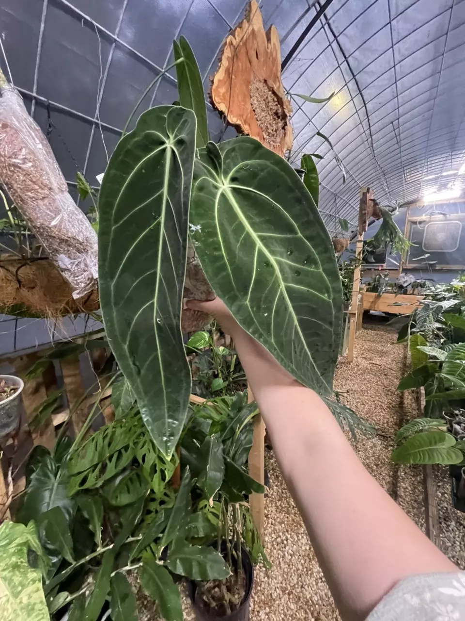 plant/FRESH IMPORT!! Large Warocqueanum Round-1