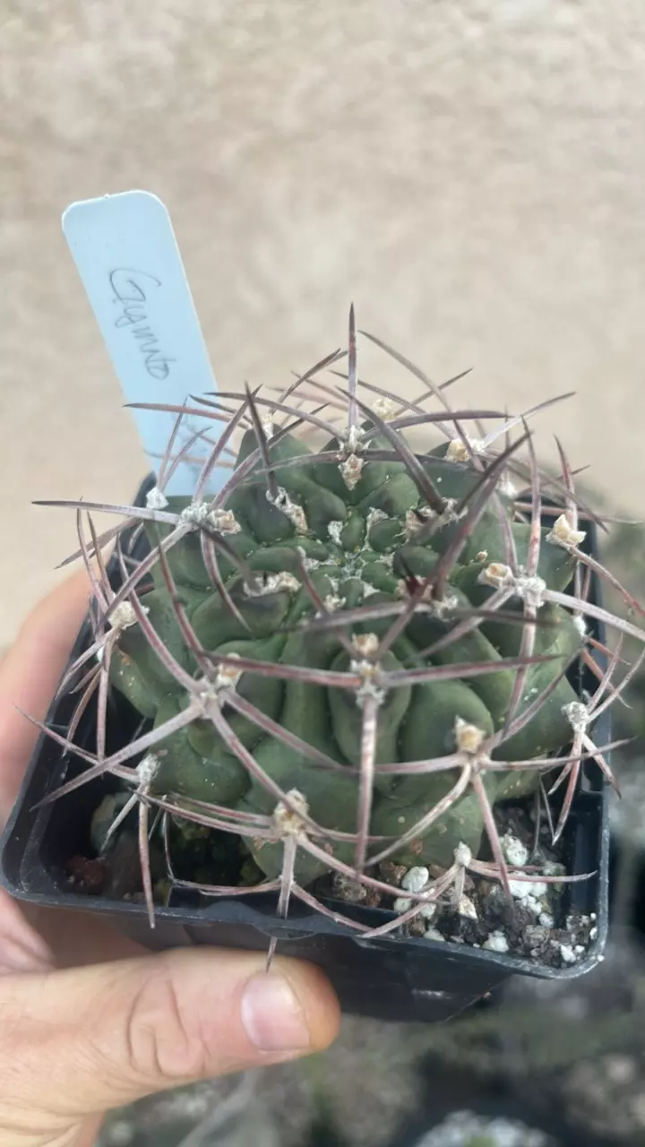 plant/Gymnocalycium Schichendantzii-0