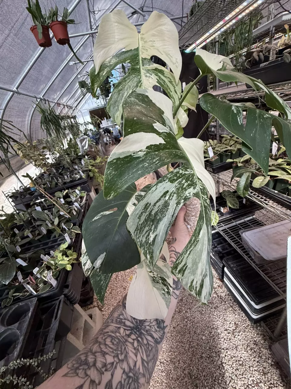 plant/PL461: Monstera Albo FRESH IMPORT ships this week-1