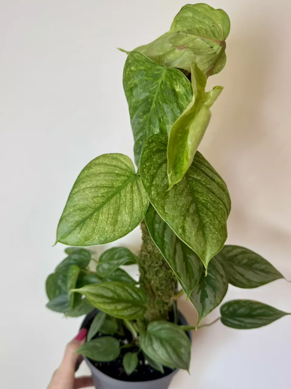 plant/6” Philodendron Sodiroi Totem-1