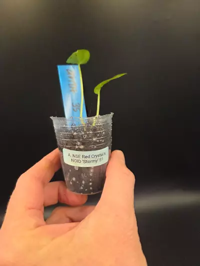 plant/Anthurium NSE Red Crystal x NOID 'Stormy' S1-1-thumbnail