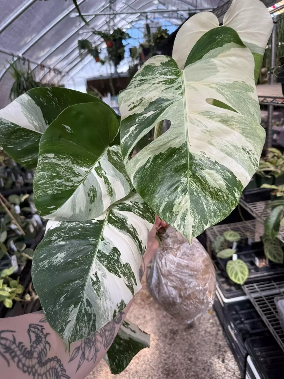 plant/PL462: Monstera Albo FRESH IMPORT ships this week-0