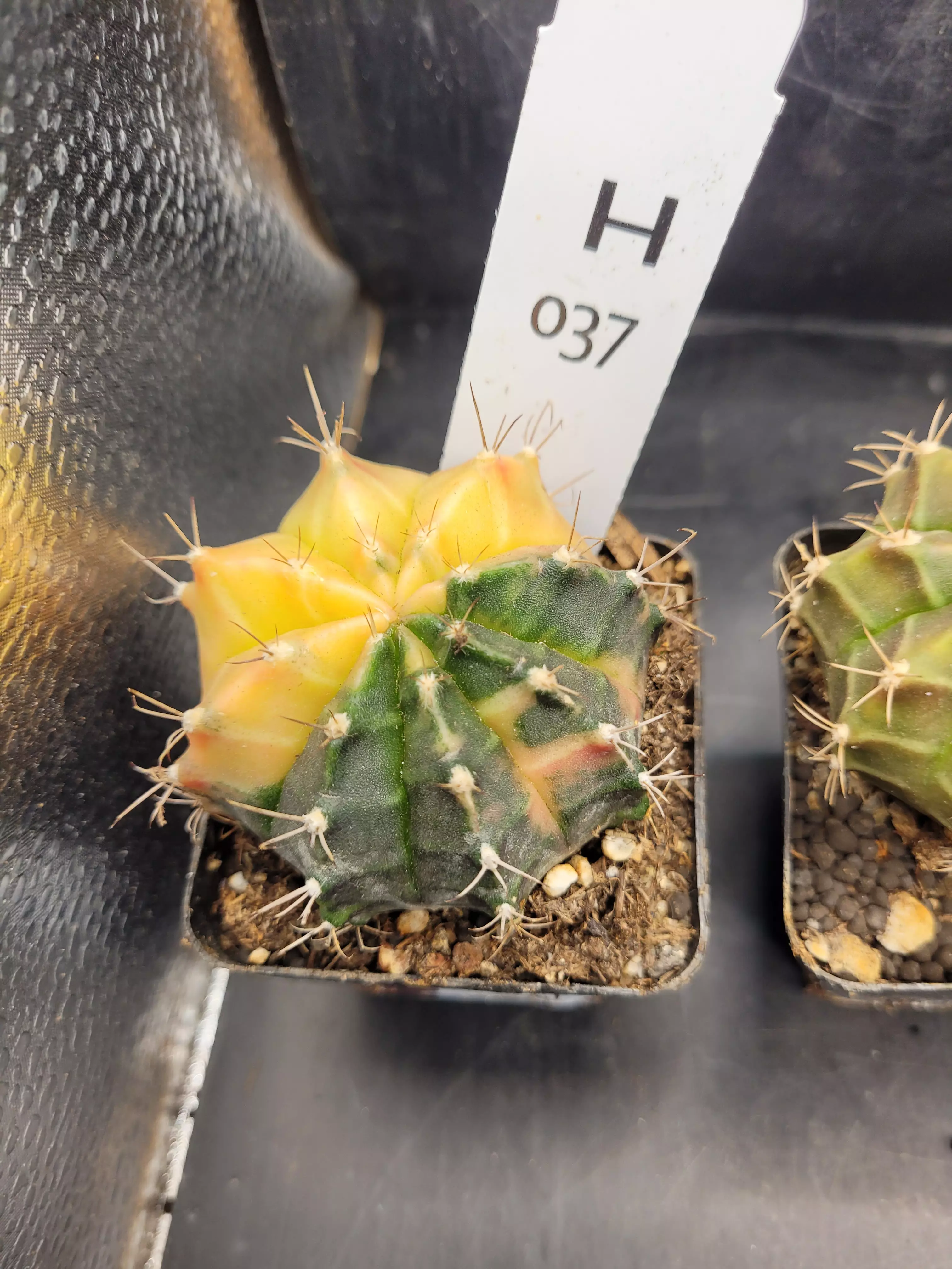 plant/Gymnocalycium Mihanovichii Variegated in 2.7" H37-0