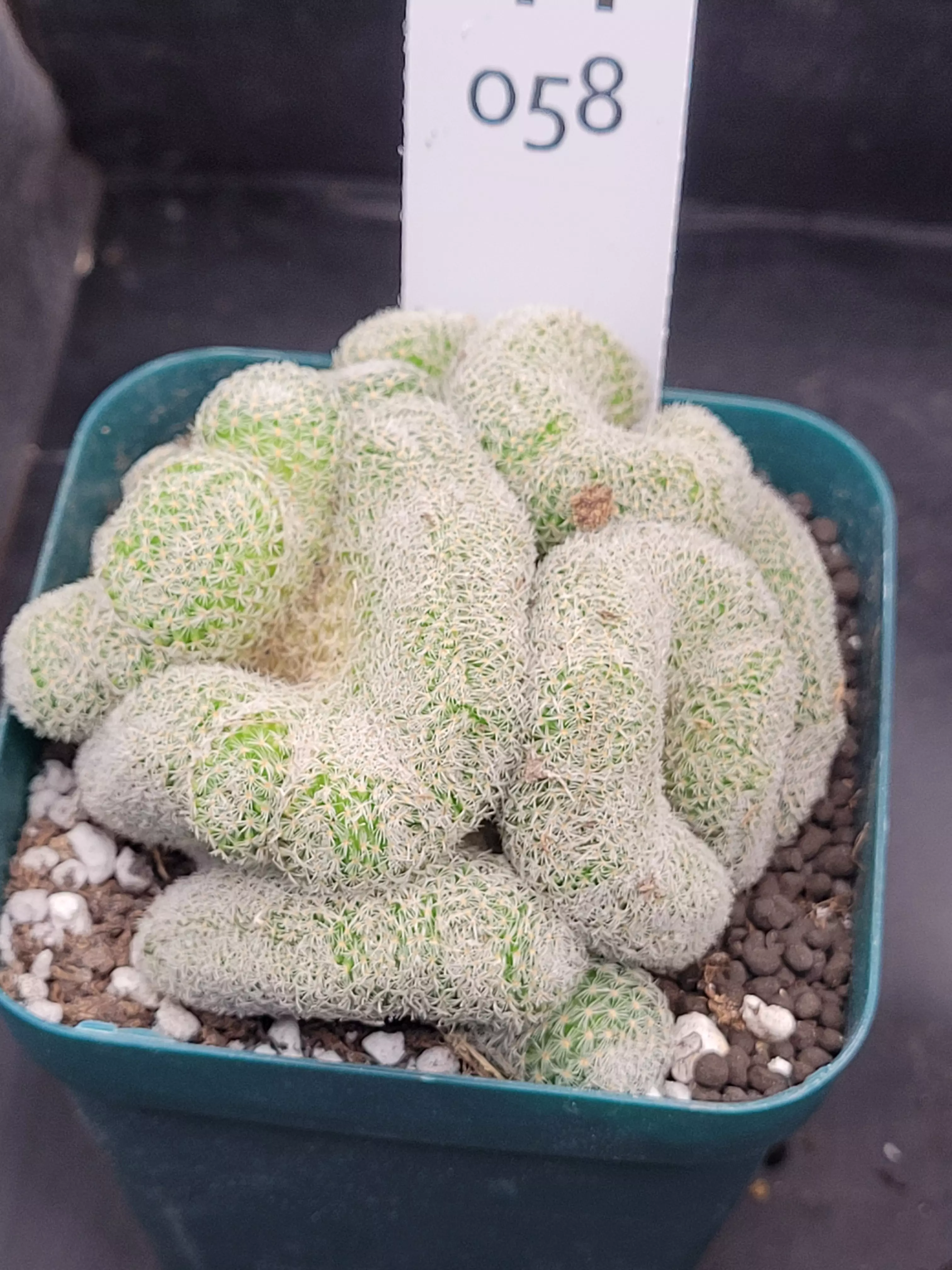 plant/Mammillaria Perbella Cristata Brain H58 in 3.25"-0
