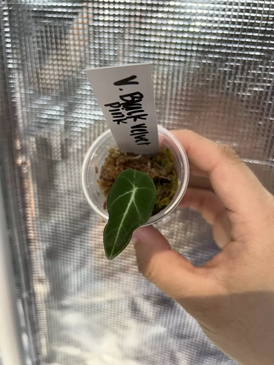 plant/Low var pink black velvet-0