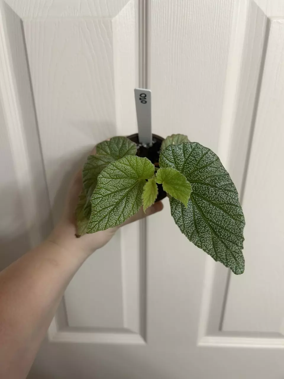 plant/Begonia Sinbad Pink-0