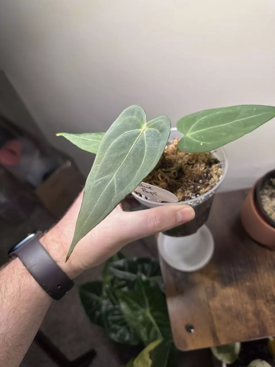 plant/Anthurium Blue Papi-1