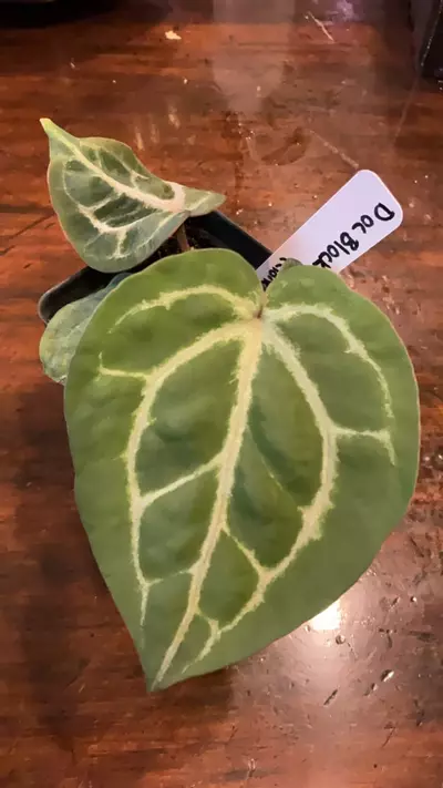 plant/028-DocBlock Michelle clone-0-thumbnail