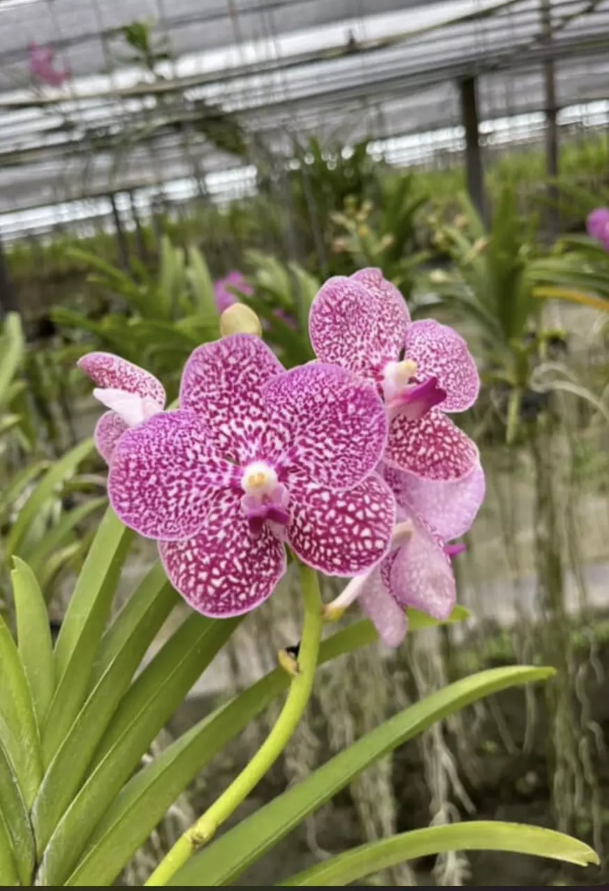 plant/Vanda Orchid (purple)-0