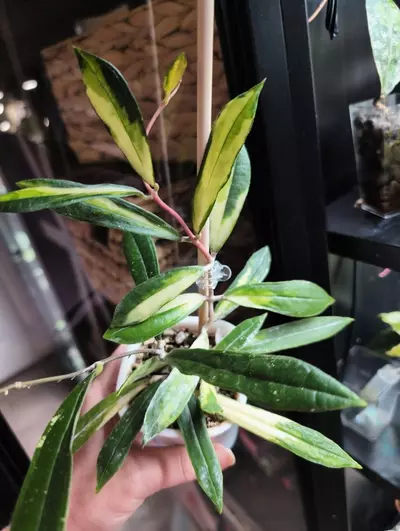 plant/Rigidifolia Variegated-2-thumbnail