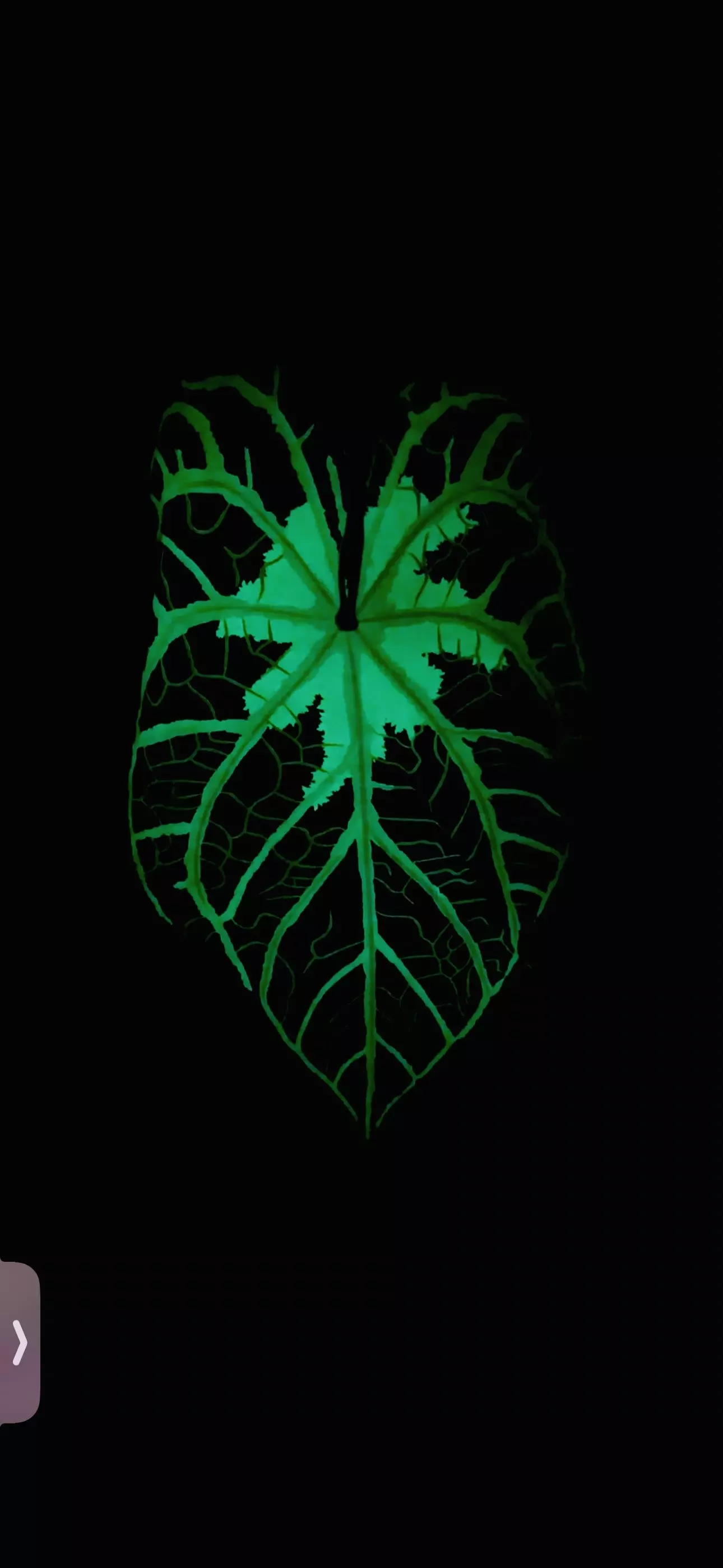 plant/LIMITED October Run - Glow In the Dark - Ghost anthurium - Bleached T-shirt -0