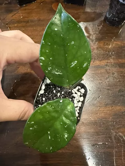 plant/033-Hoya Carnosa Freckles-0-thumbnail