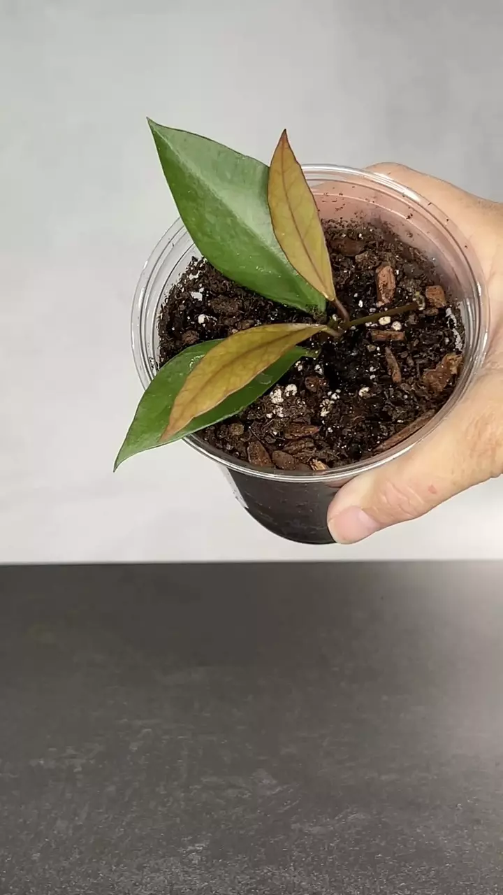 plant/Hoya sp. Ambon-0