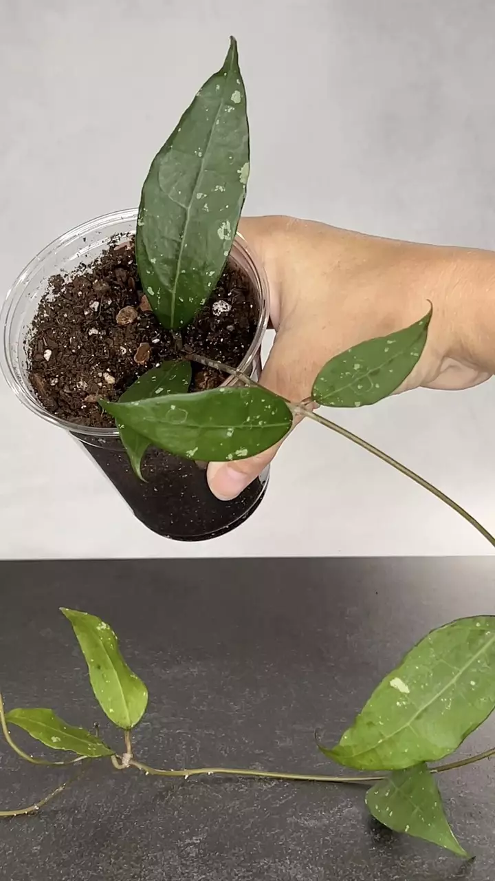 plant/Hoya sp Limau-0