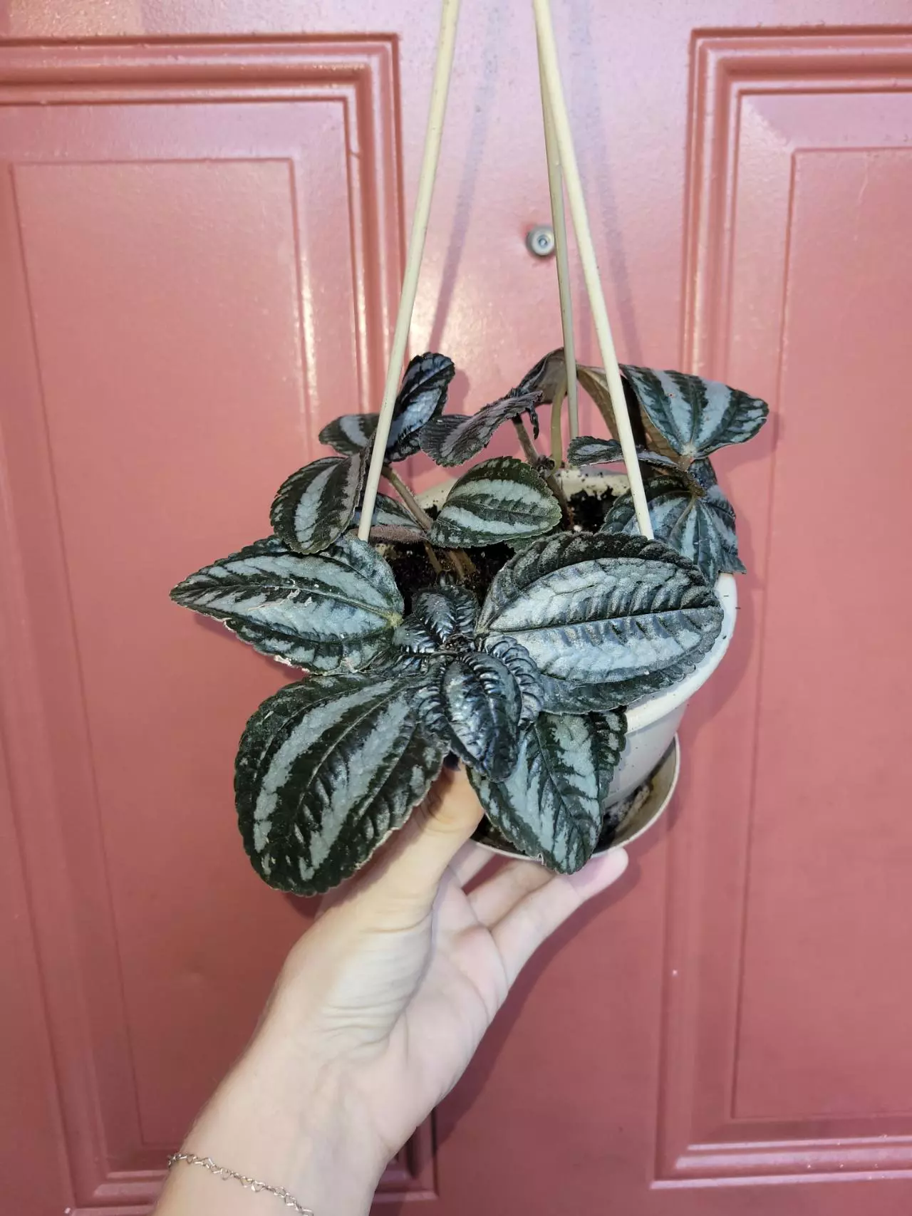 plant/Pilea Pan Am 5" hanging basket-1