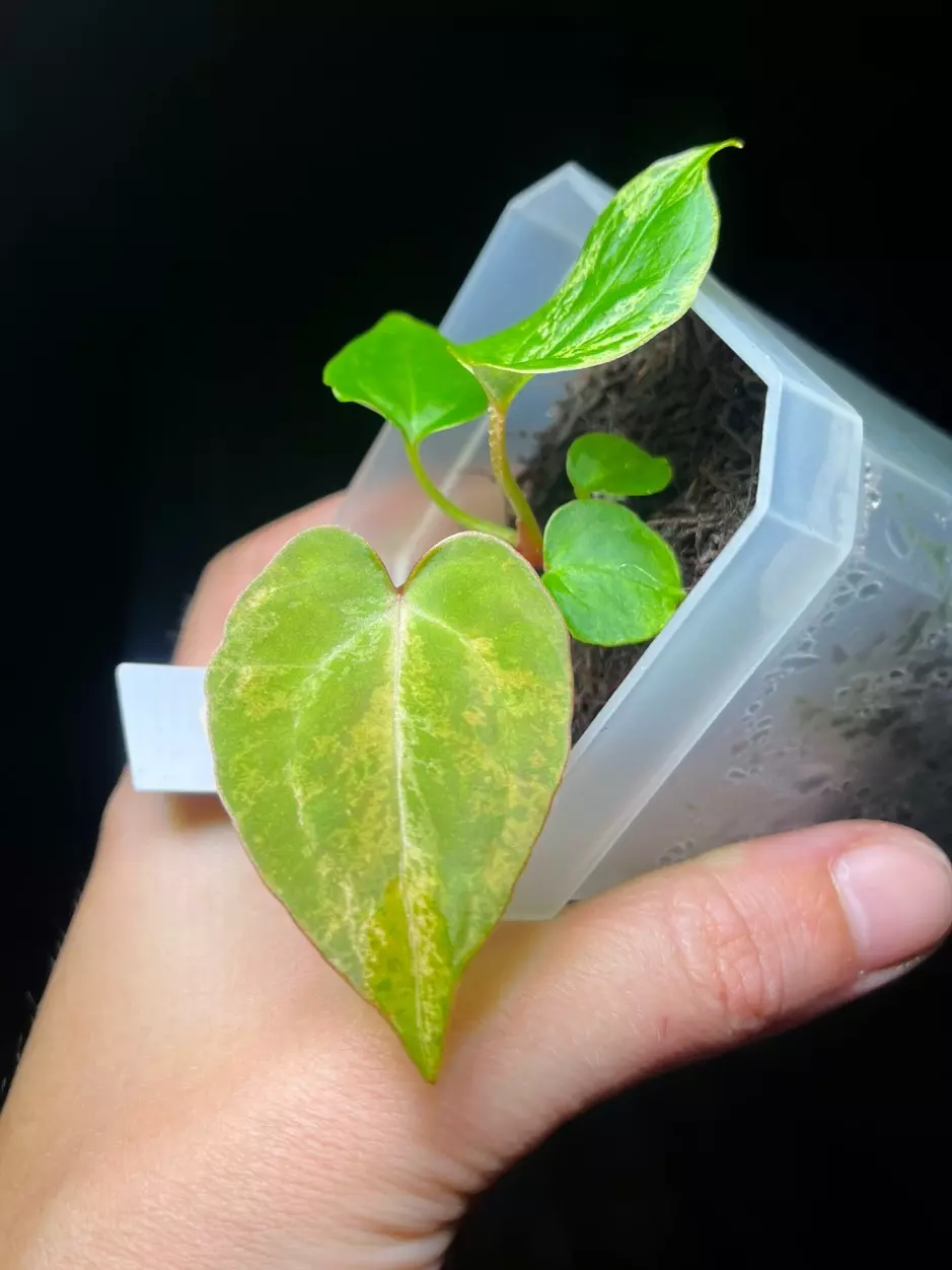 plant/Variegated Anthurium Besseae aff x Mag Verde-5