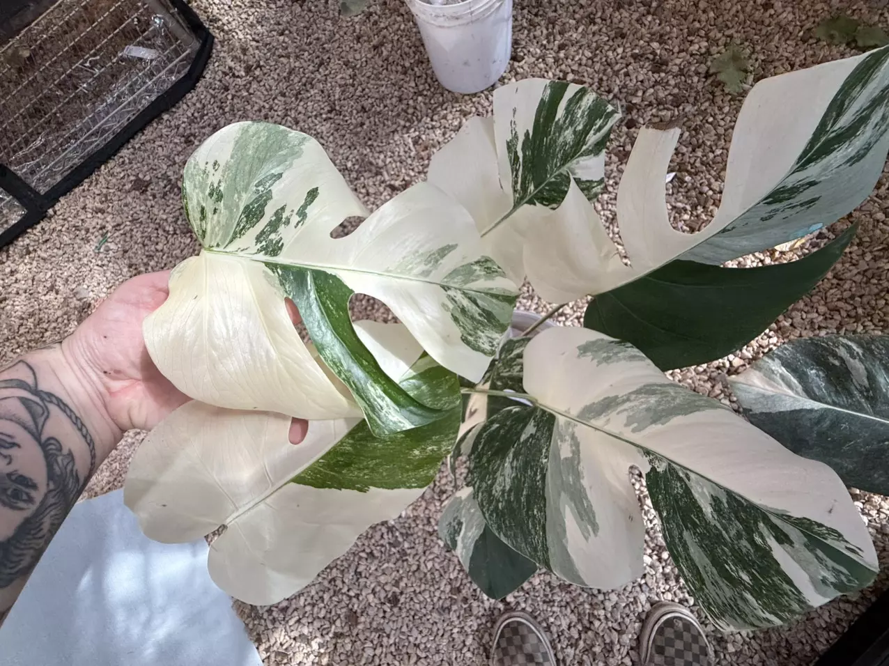 plant/PL457: Monstera Albo FRESH IMPORT ships this week-0