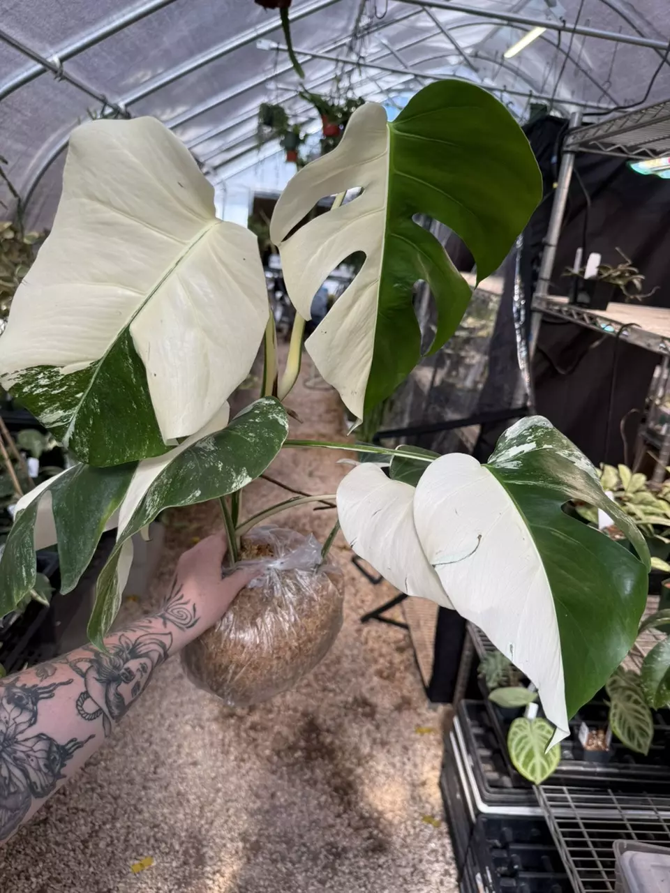 plant/PL463: Monstera Albo FRESH IMPORT ships this week-0