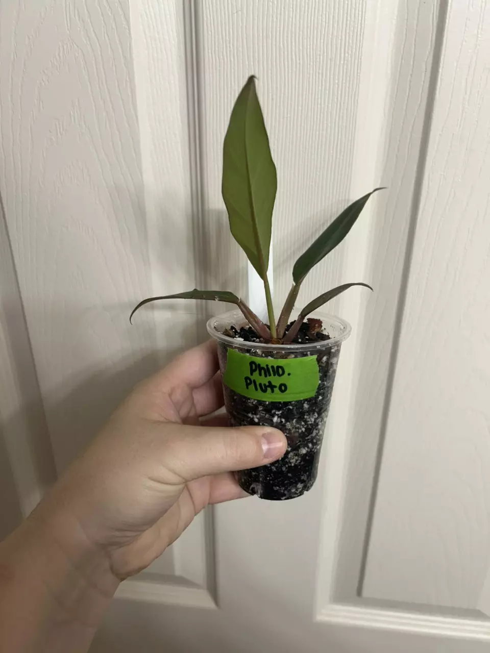 plant/Philodendron Pluto-1