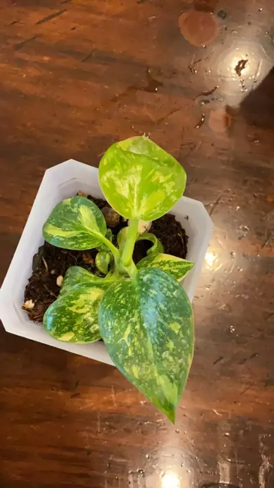 plant/040-Philodendron green congo-0-thumbnail