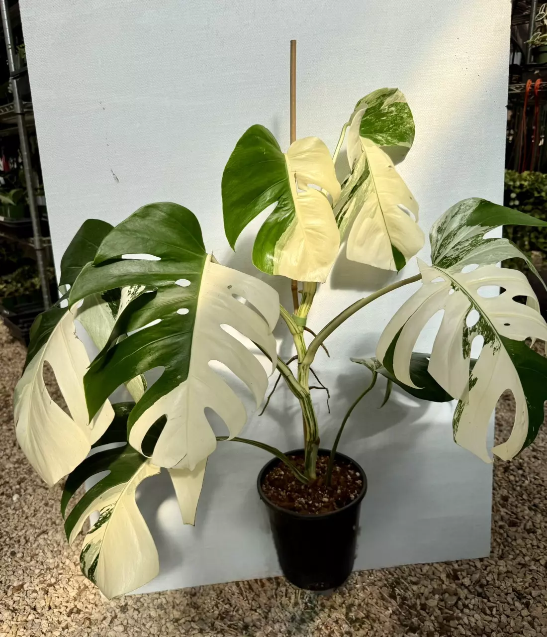 plant/PL174: Monstera Albo-0