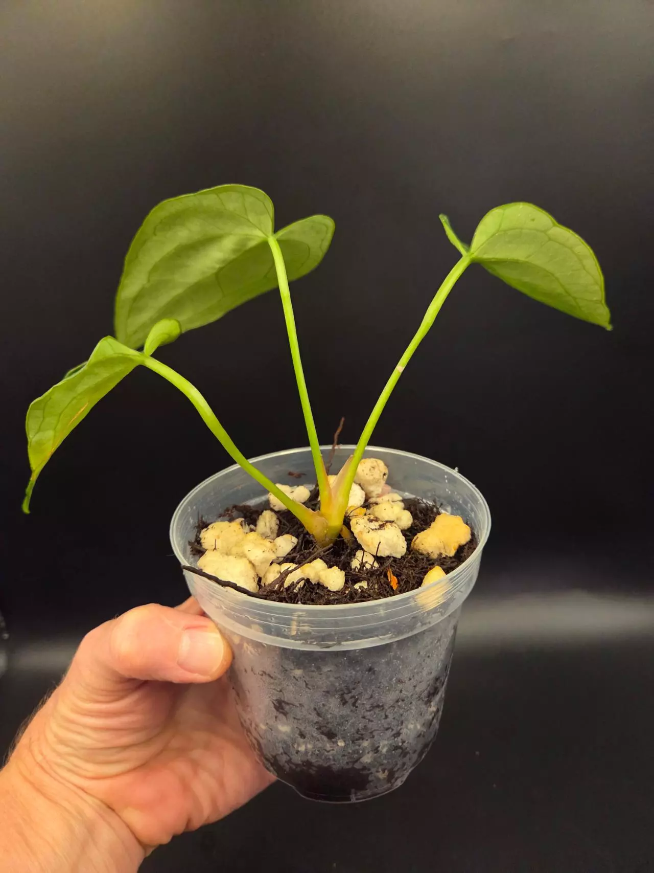 plant/Anthurium NOID Red Spider x pap-1