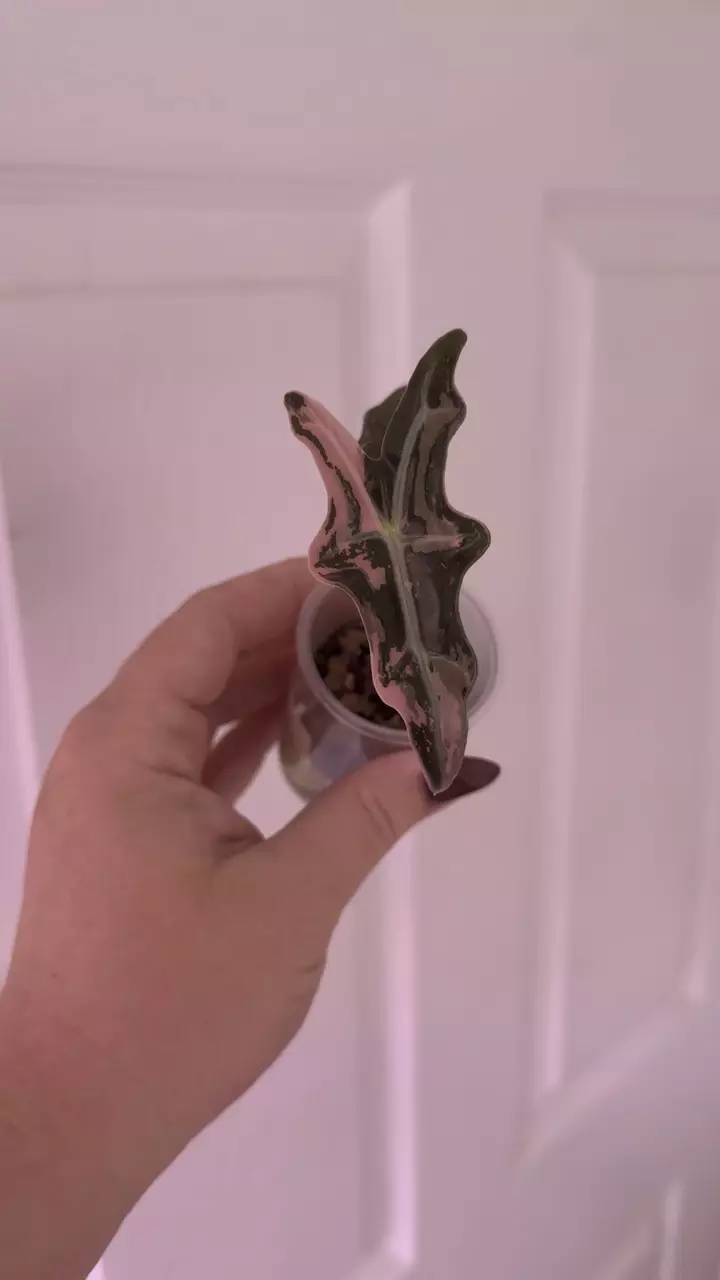 plant/Alocasia Pink K Nobilis offshoot-1