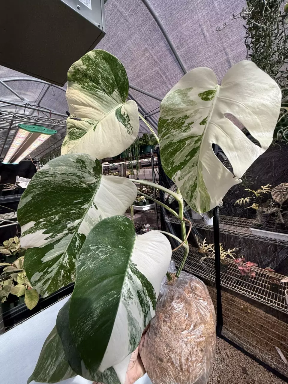 plant/PL459: Monstera Albo FRESH IMPORT ships this week-0