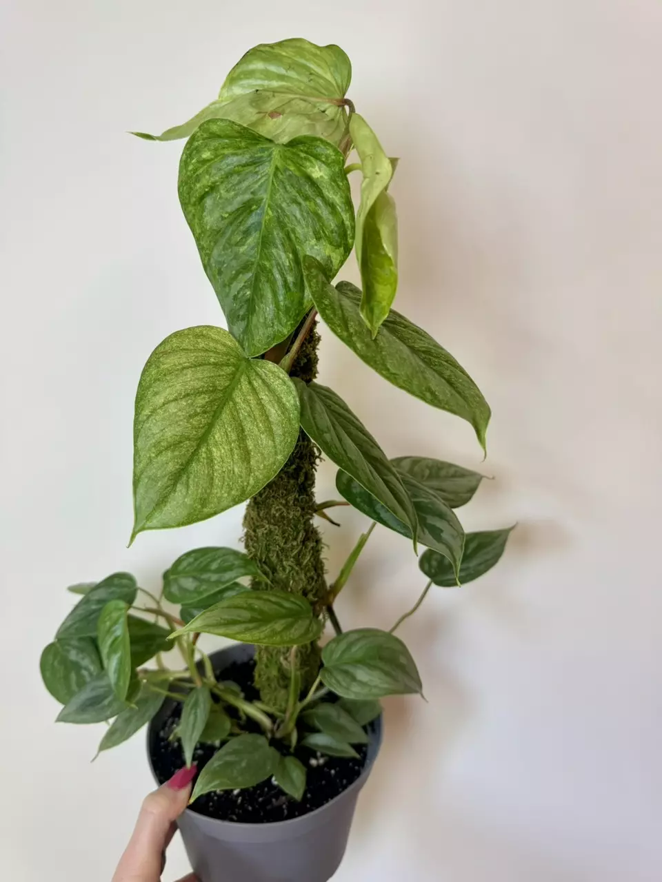 plant/6” Philodendron Sodiroi Totem-0