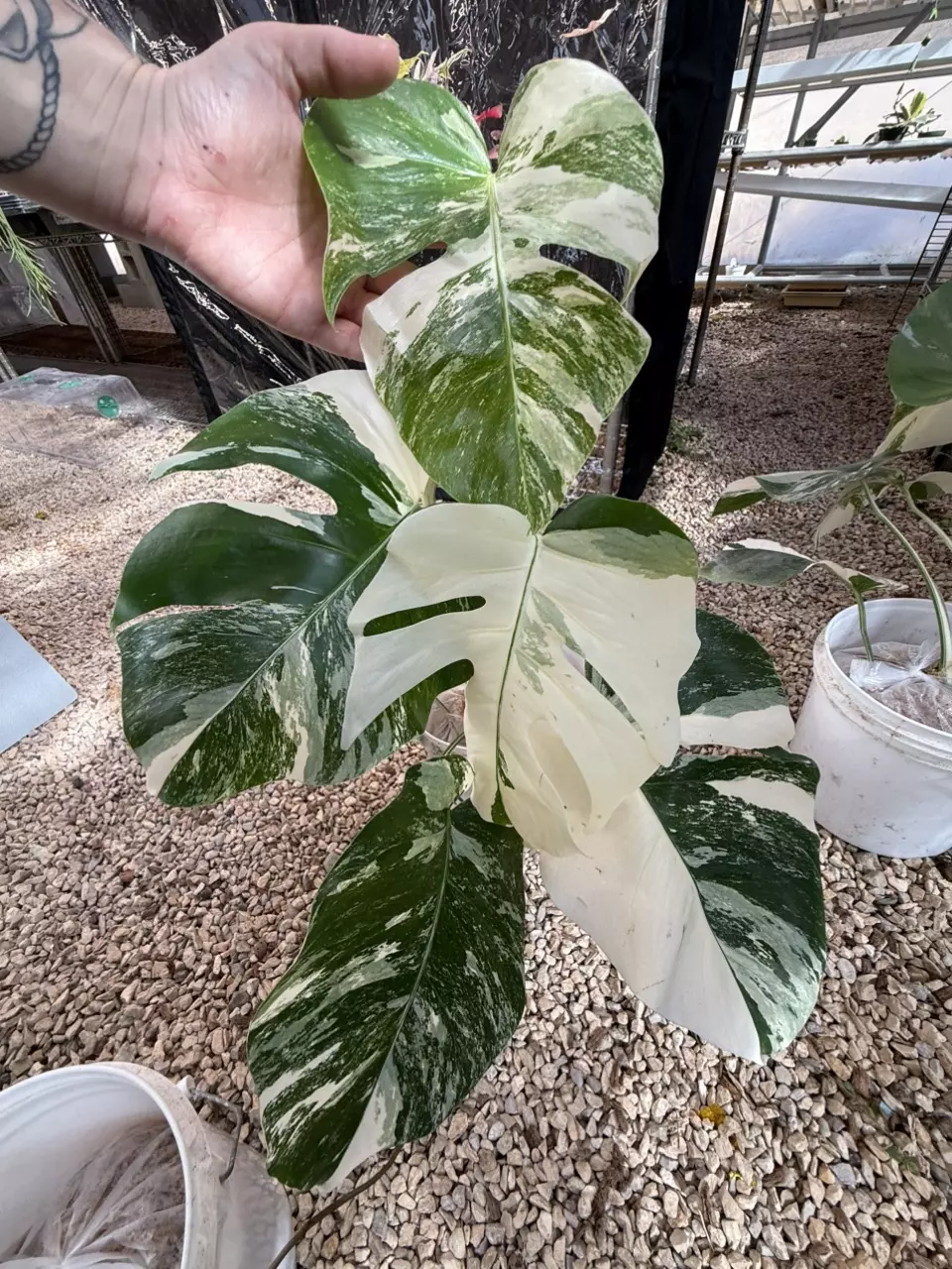 plant/PL458: Monstera Albo FRESH IMPORT ships this week-0