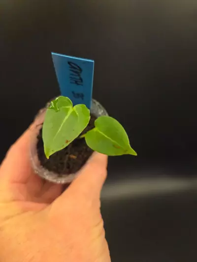 plant/Anthurium NSE Red Crystal x NOID 'Stormy' S1-0-thumbnail