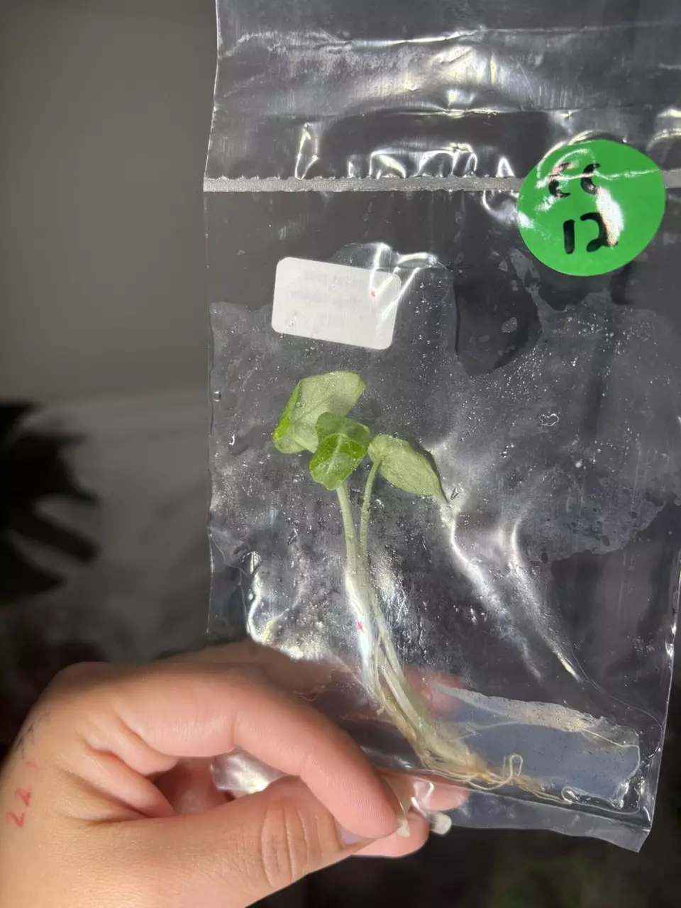 plant/alocasia ninja tricolor TC-1