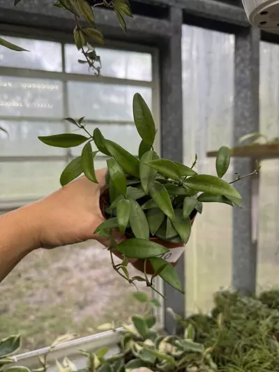 plant/Hoya Rosita 4”-0-thumbnail