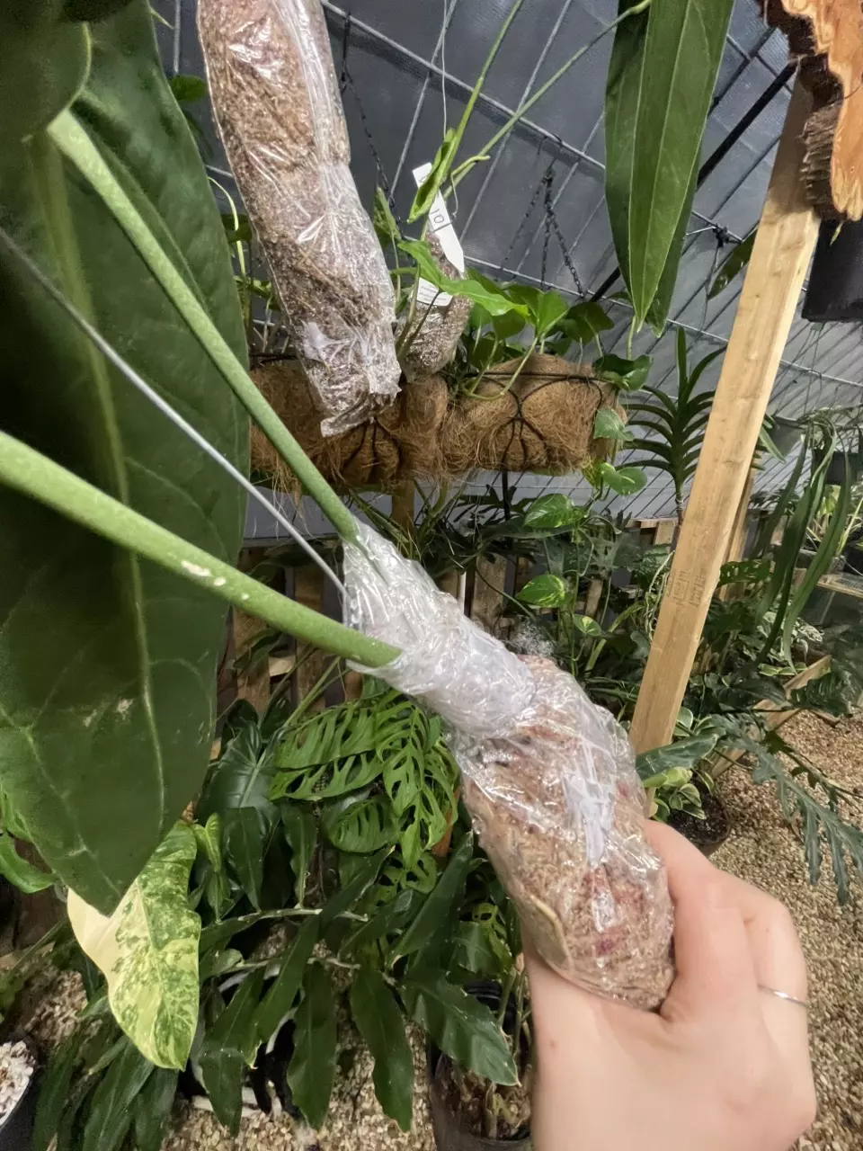 plant/FRESH IMPORT!! Large Warocqueanum Round-2