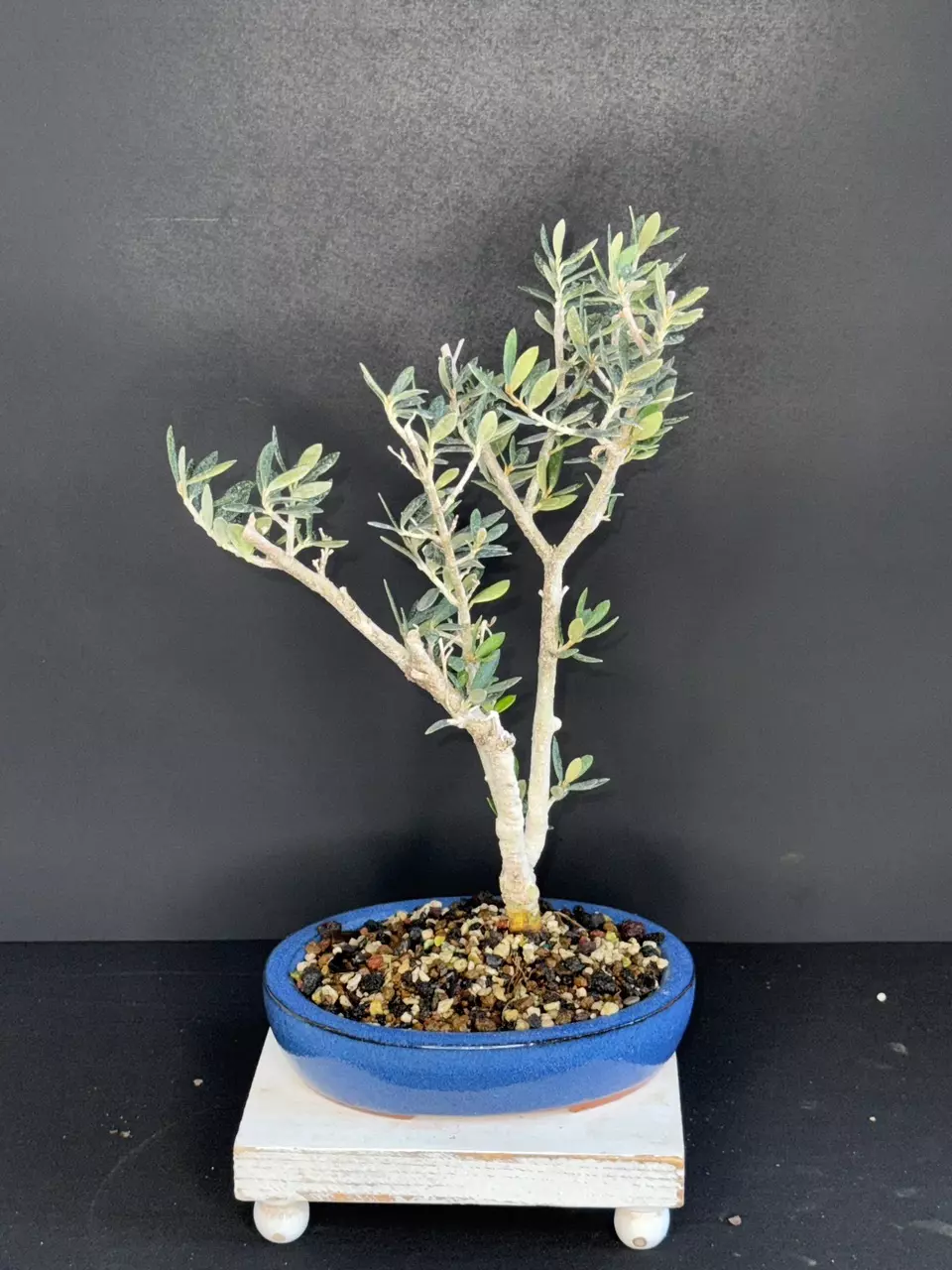 plant/Olive Bonsai Tree-1