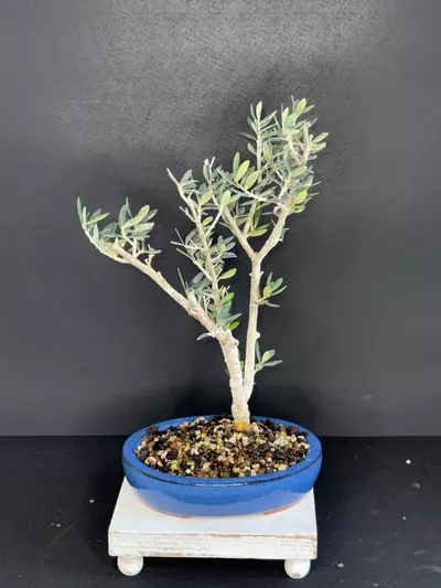 plant/Olive Bonsai Tree-1-thumbnail
