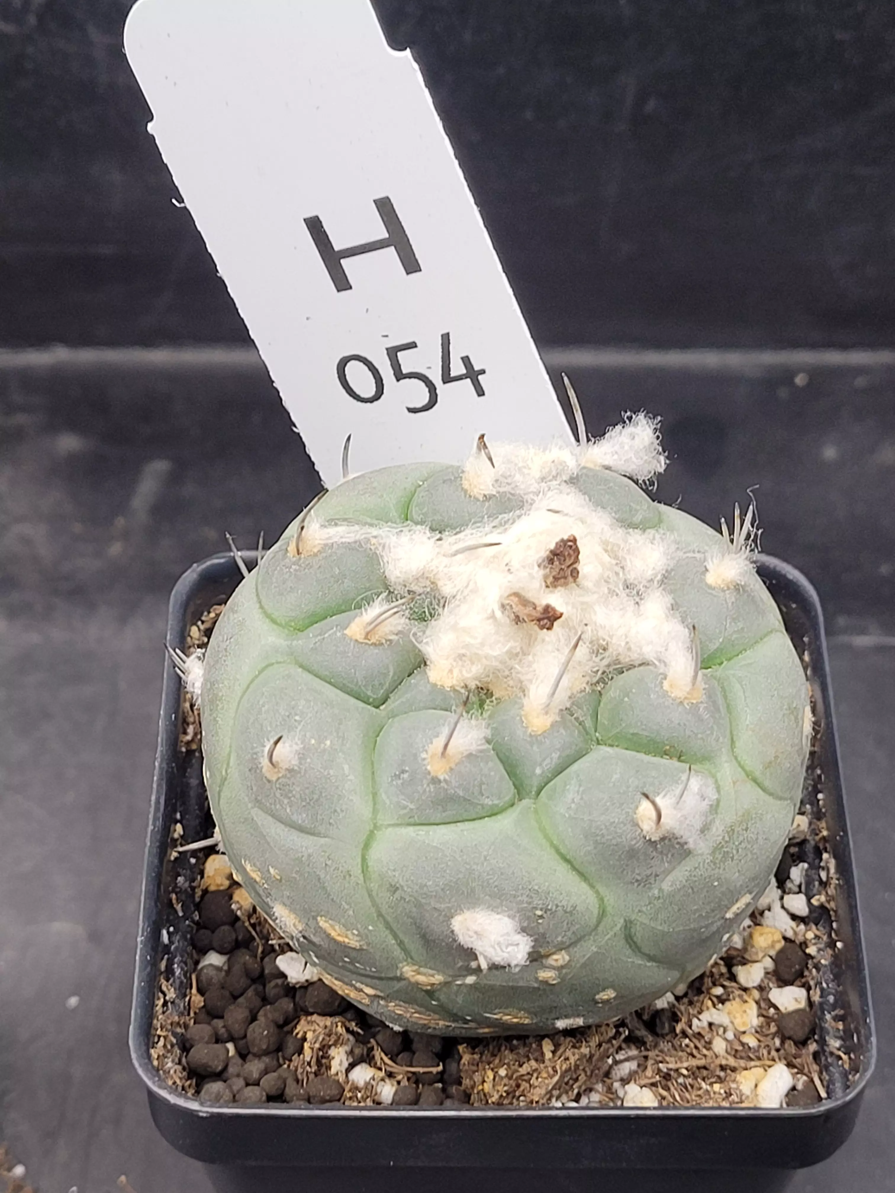 plant/Turbinicarpus Schmeidickianus in 2.7" pot H54-0