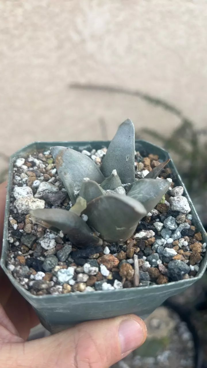 plant/Ariocarpus Retusus Furfuraceus-0